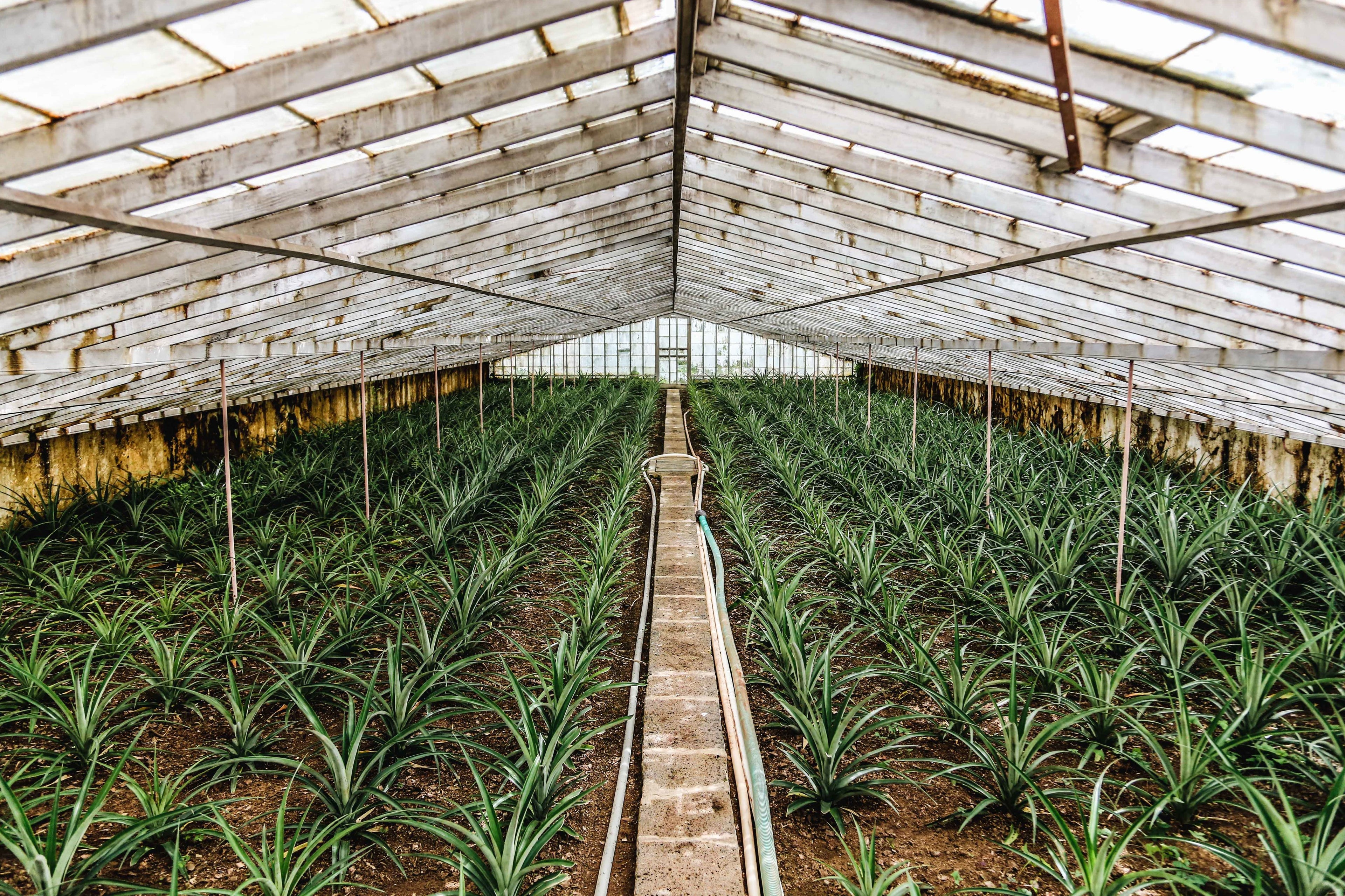 plants in a greenhouse